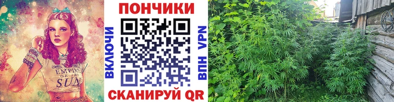 Каннабис сатива  Осташков 